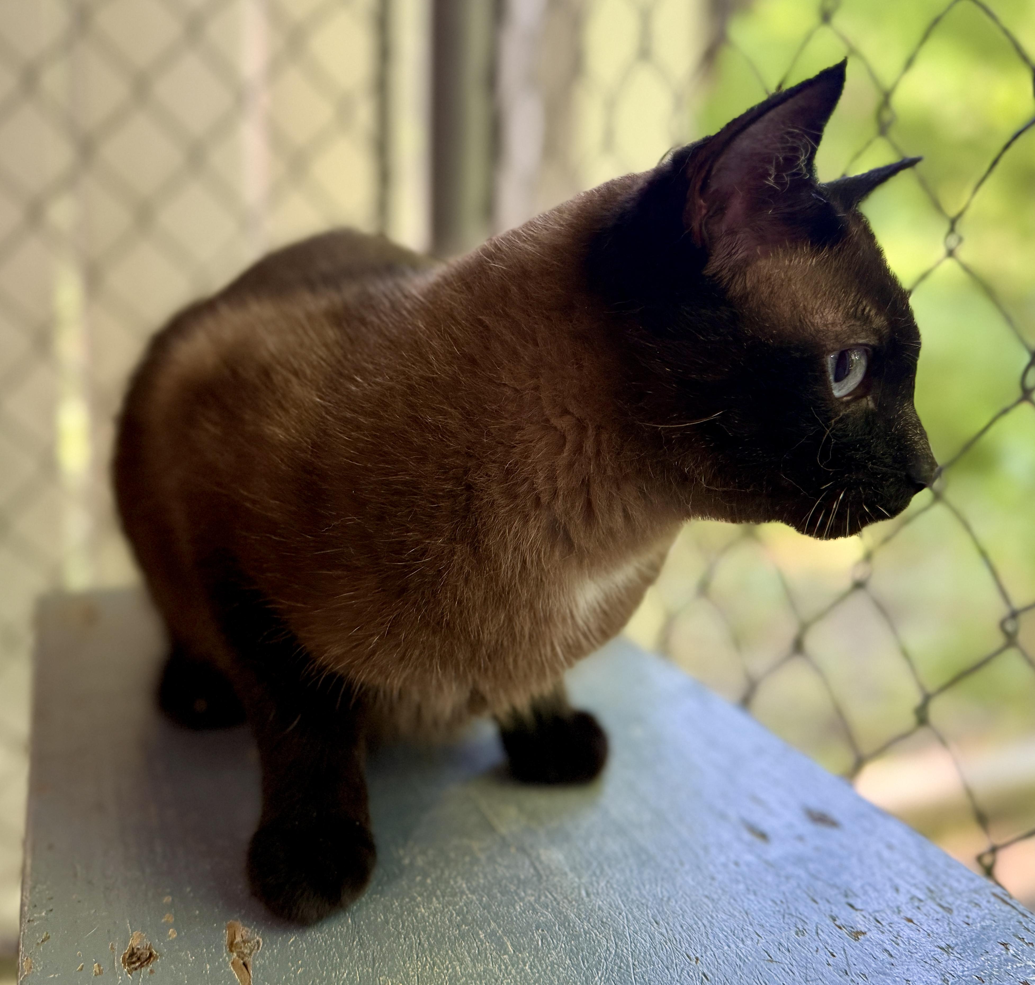 Yeager, an adoptable Burmese in Ashland, OH, 44805 | Photo Image 3