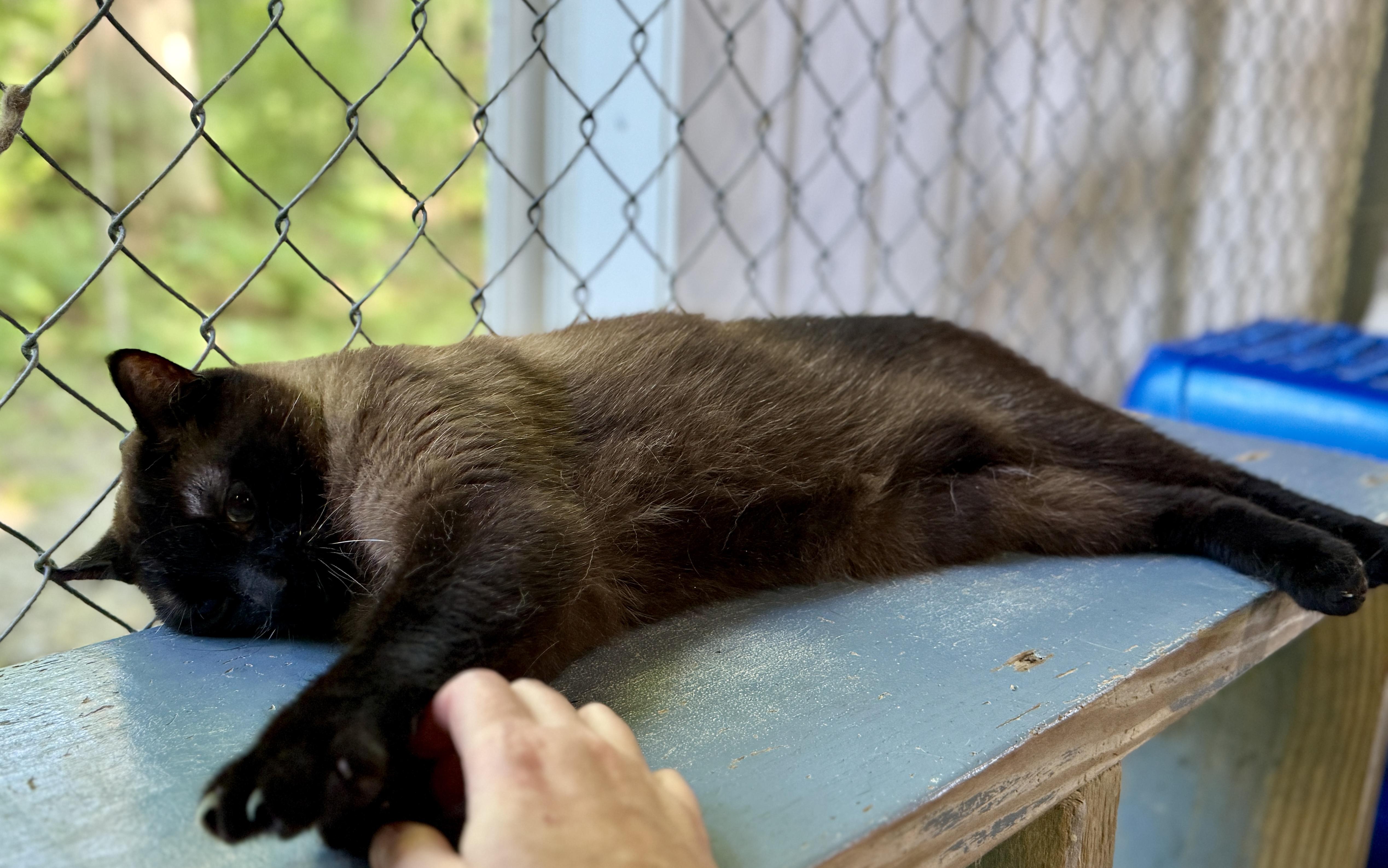 Yeager, an adoptable Burmese in Ashland, OH, 44805 | Photo Image 5