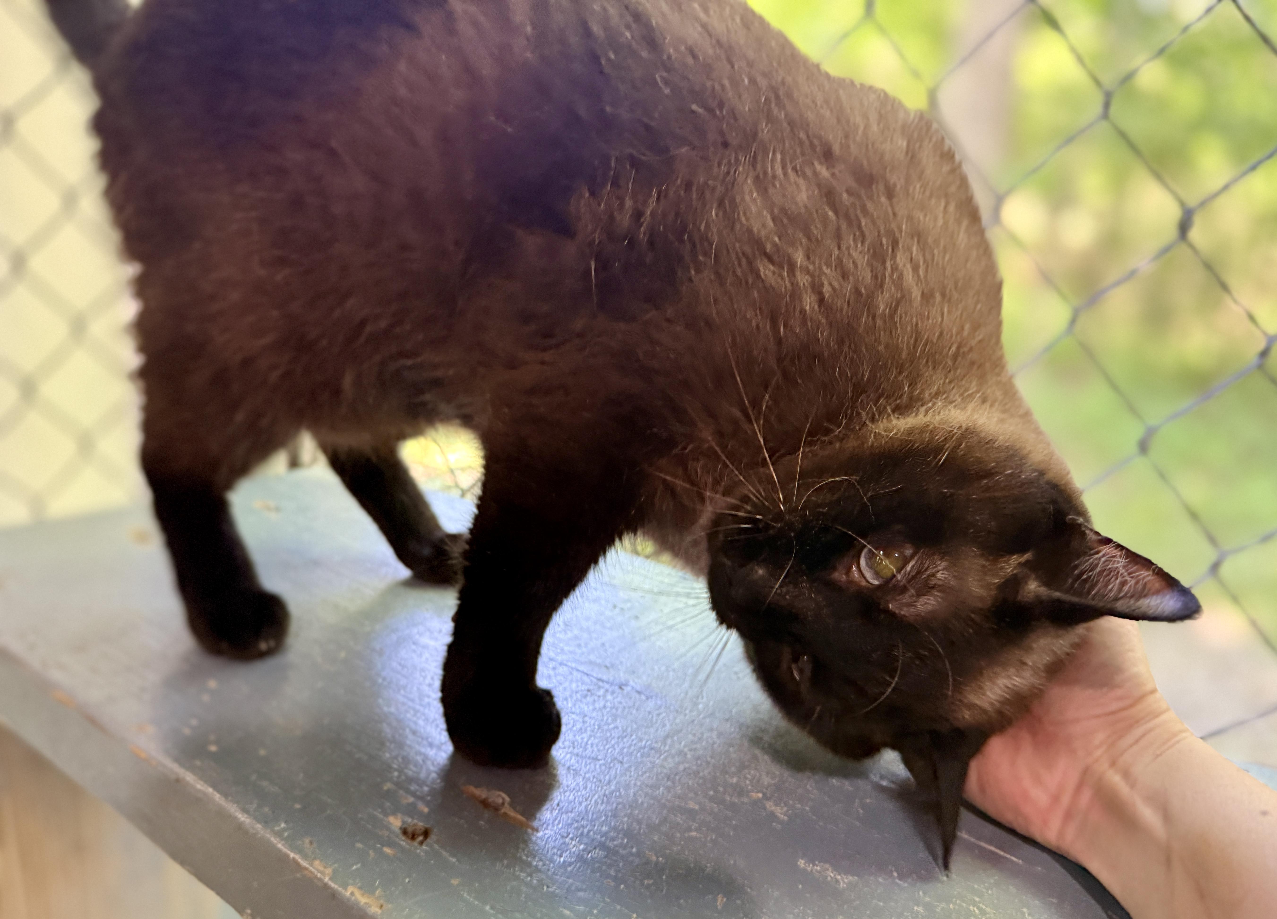 Yeager, an adoptable Burmese in Ashland, OH, 44805 | Photo Image 4
