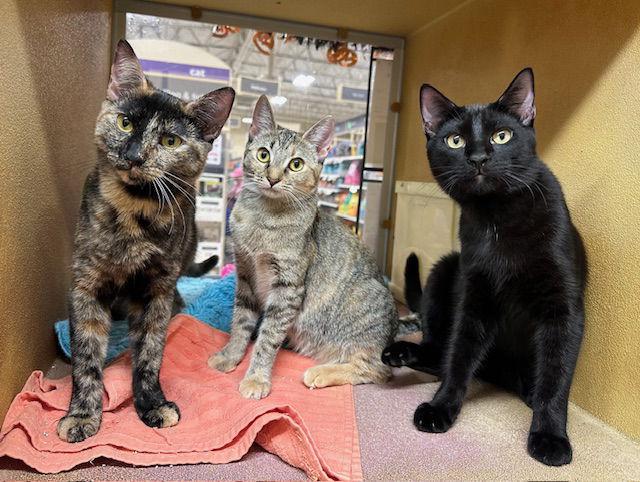 Matcha, Adoptable, Young Female Domestic Short Hair.