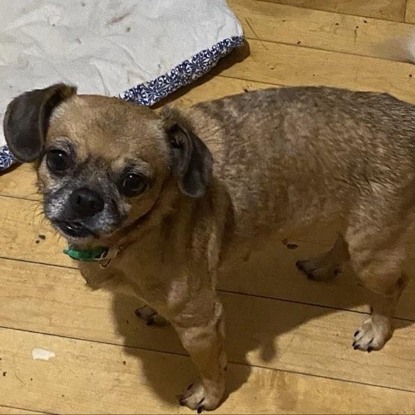 Enlarge Lucy, a ADOPTABLE mixed breed in Danville, VT image 3/4