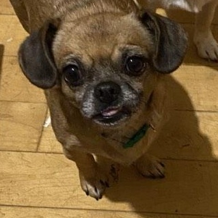 Enlarge Lucy, a ADOPTABLE mixed breed in Danville, VT image 1/4