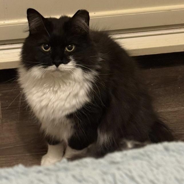 Chaplin, Adoptable, Adult Male Domestic Long Hair.