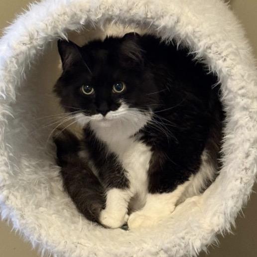 Enlarge Chaplin, a Adoptable Domestic Long Hair in Woodstock, GA image 2/4