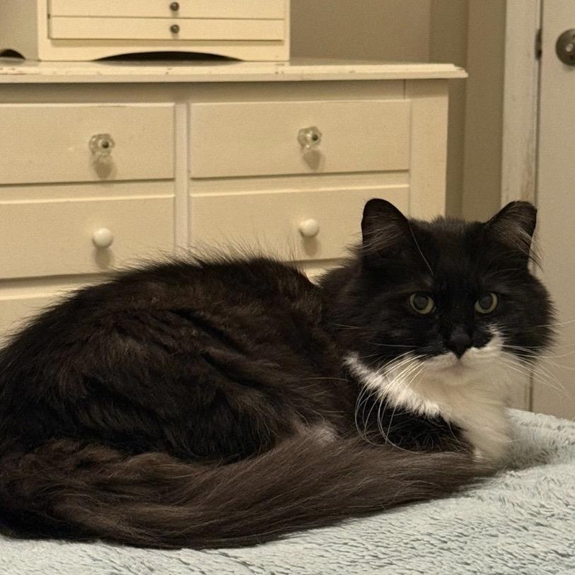 Enlarge Chaplin, a Adoptable Domestic Long Hair in Woodstock, GA image 3/4