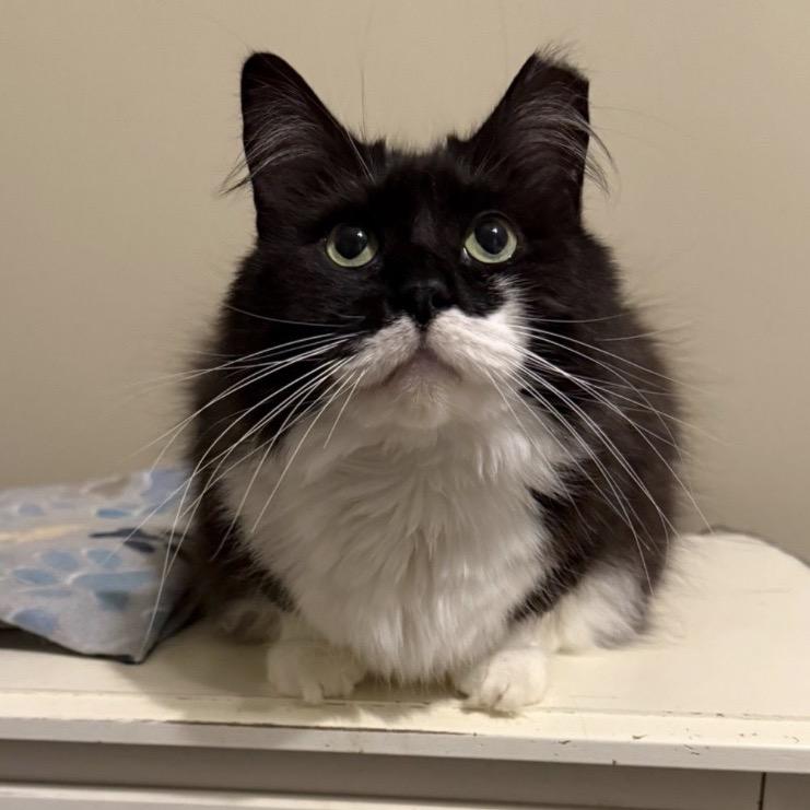 Enlarge Chaplin, a Adoptable Domestic Long Hair in Woodstock, GA image 4/4