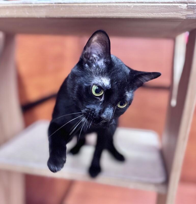 Enlarge Ray, a Adoptable Domestic Short Hair in North Babylon, NY image 1/6