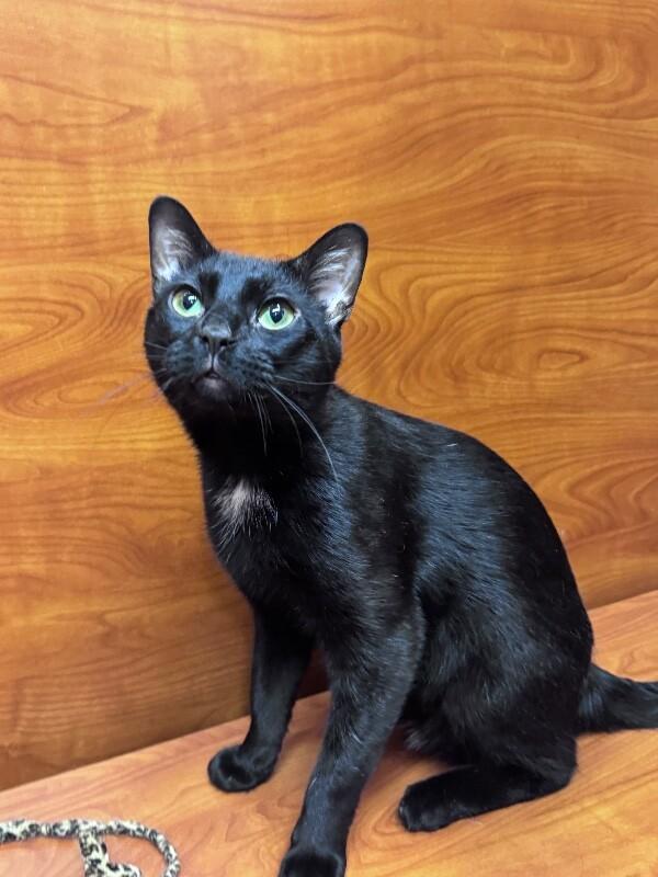 Ray, Adoptable, Adult Male Domestic Short Hair.
