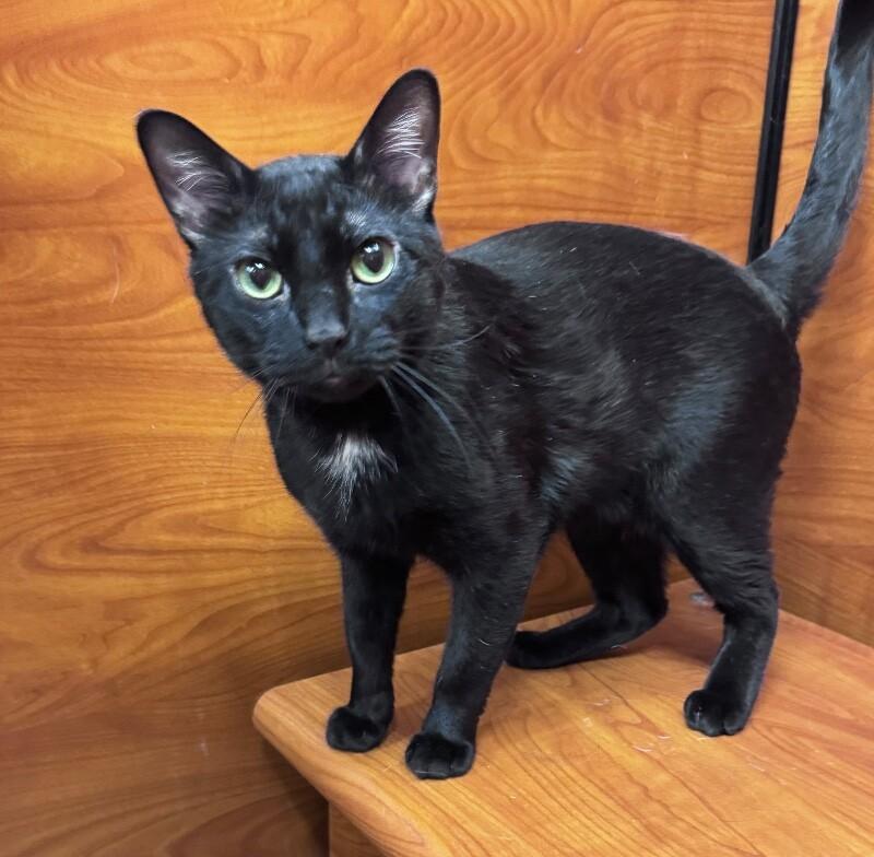 Enlarge Ray, a Adoptable Domestic Short Hair in North Babylon, NY image 3/6