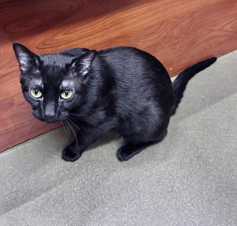 Enlarge Ray, a Adoptable Domestic Short Hair in North Babylon, NY image 4/6