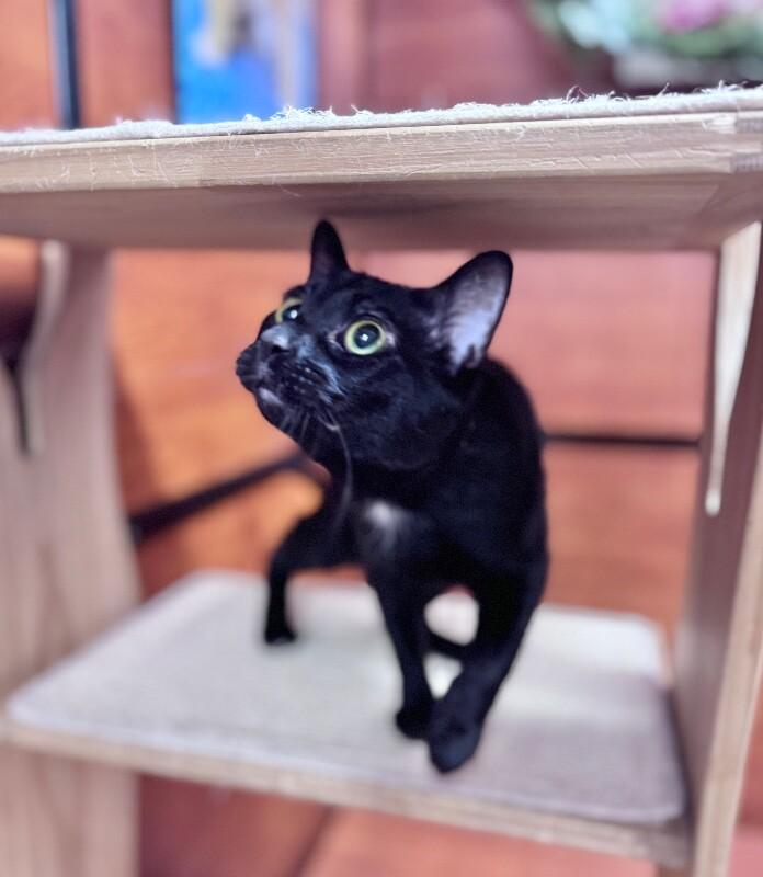 Enlarge Ray, a Adoptable Domestic Short Hair in North Babylon, NY image 5/6