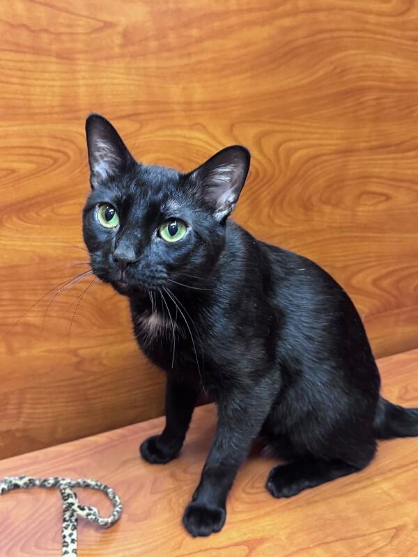 Enlarge Ray, a Adoptable Domestic Short Hair in North Babylon, NY image 2/2