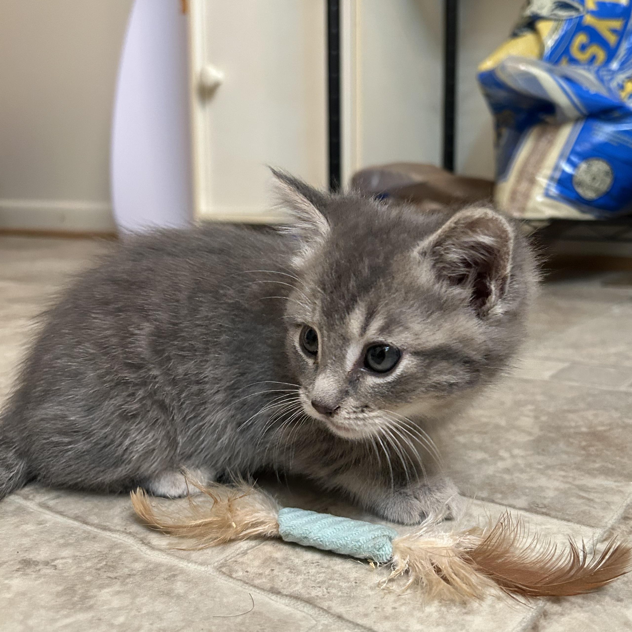 Enlarge Sugar, a Adoptable Domestic Medium Hair in Roanoke, VA image 2/2