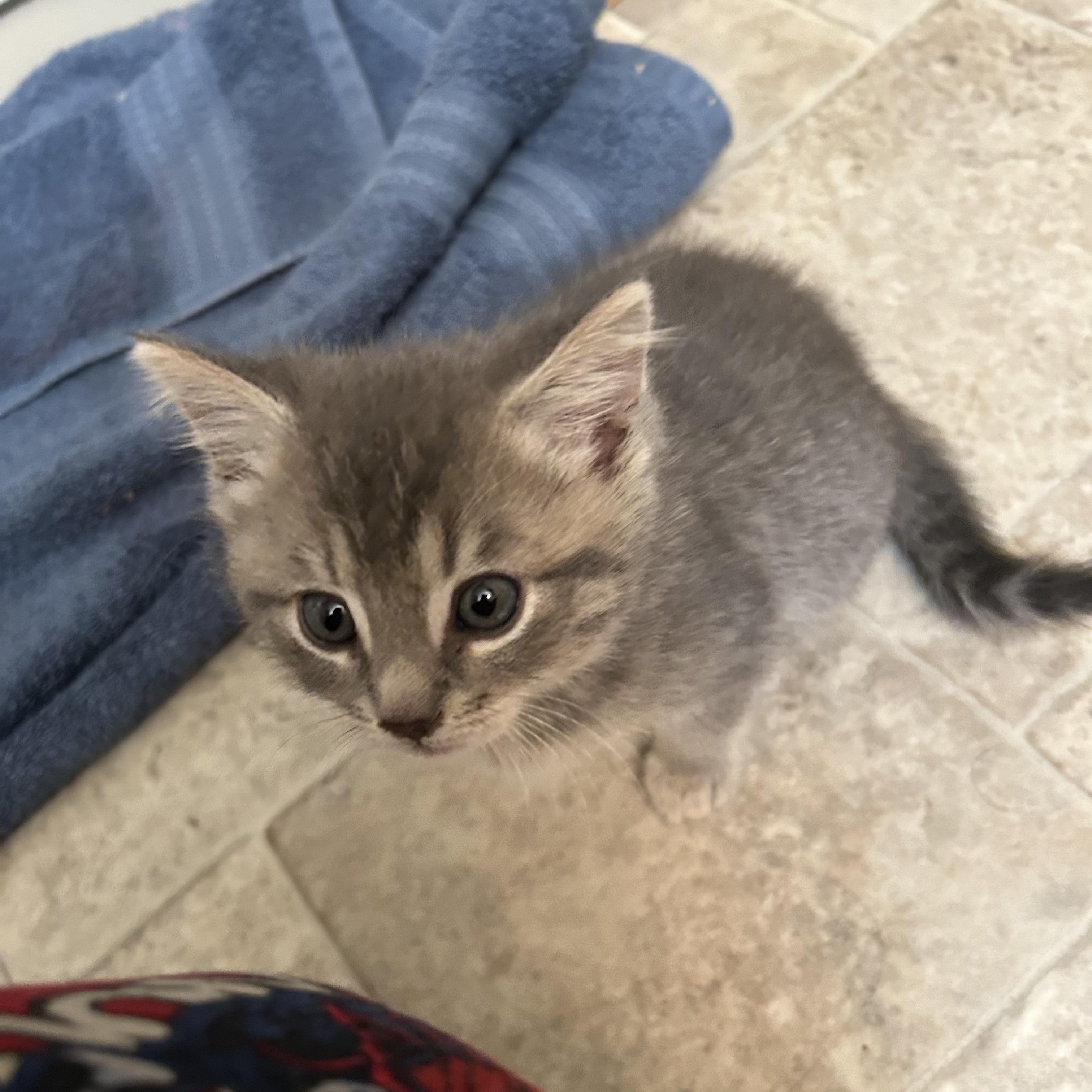 Sugar, Adoptable, Kitten Male Domestic Medium Hair.