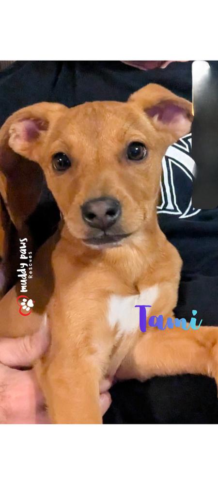 Amarillo Litter: Tami