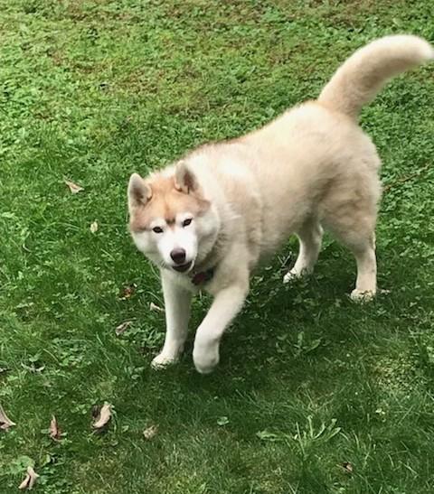 Enlarge Tiffany - Courtesy Post, an adopted Siberian Husky in Milford, NH image 2/2