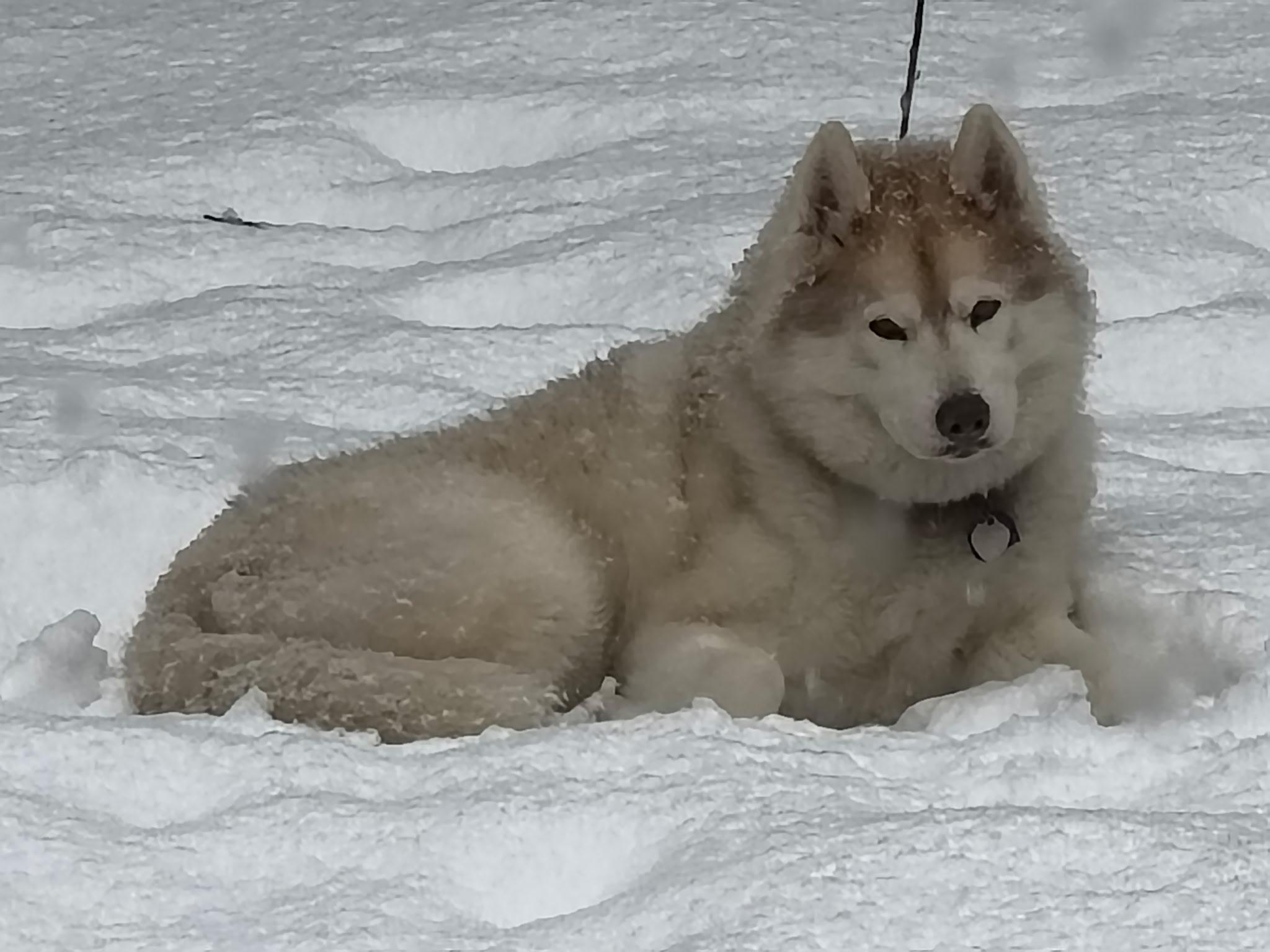 Enlarge Tiffany - Courtesy Post, an adopted Siberian Husky in Milford, NH image 1/2