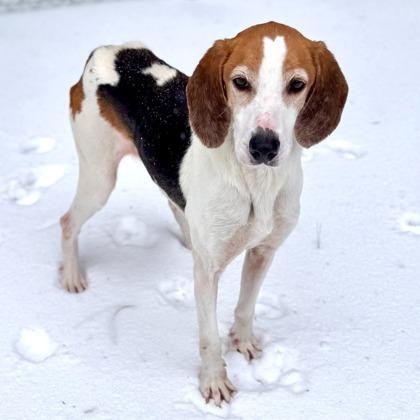 Enlarge Fluffernut, a Adoptable mixed breed in King William, VA image 1/3
