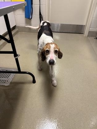 Enlarge Fluffernut, a Adoptable mixed breed in King William, VA image 1/3