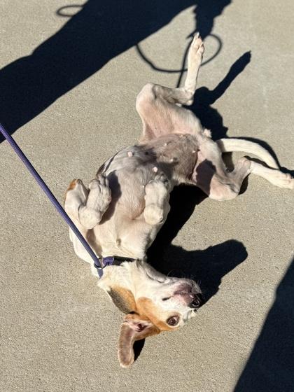 Enlarge Fluffernut, a Adoptable mixed breed in King William, VA image 2/3