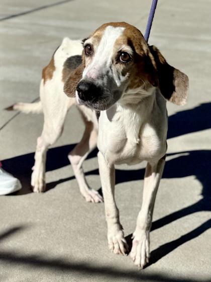 Enlarge Fluffernut, a Adoptable mixed breed in King William, VA image 3/3