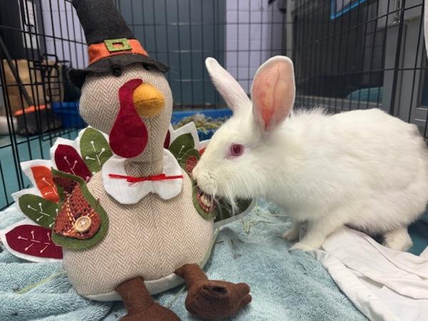 Max, Adoptable, Young Female Florida White.
