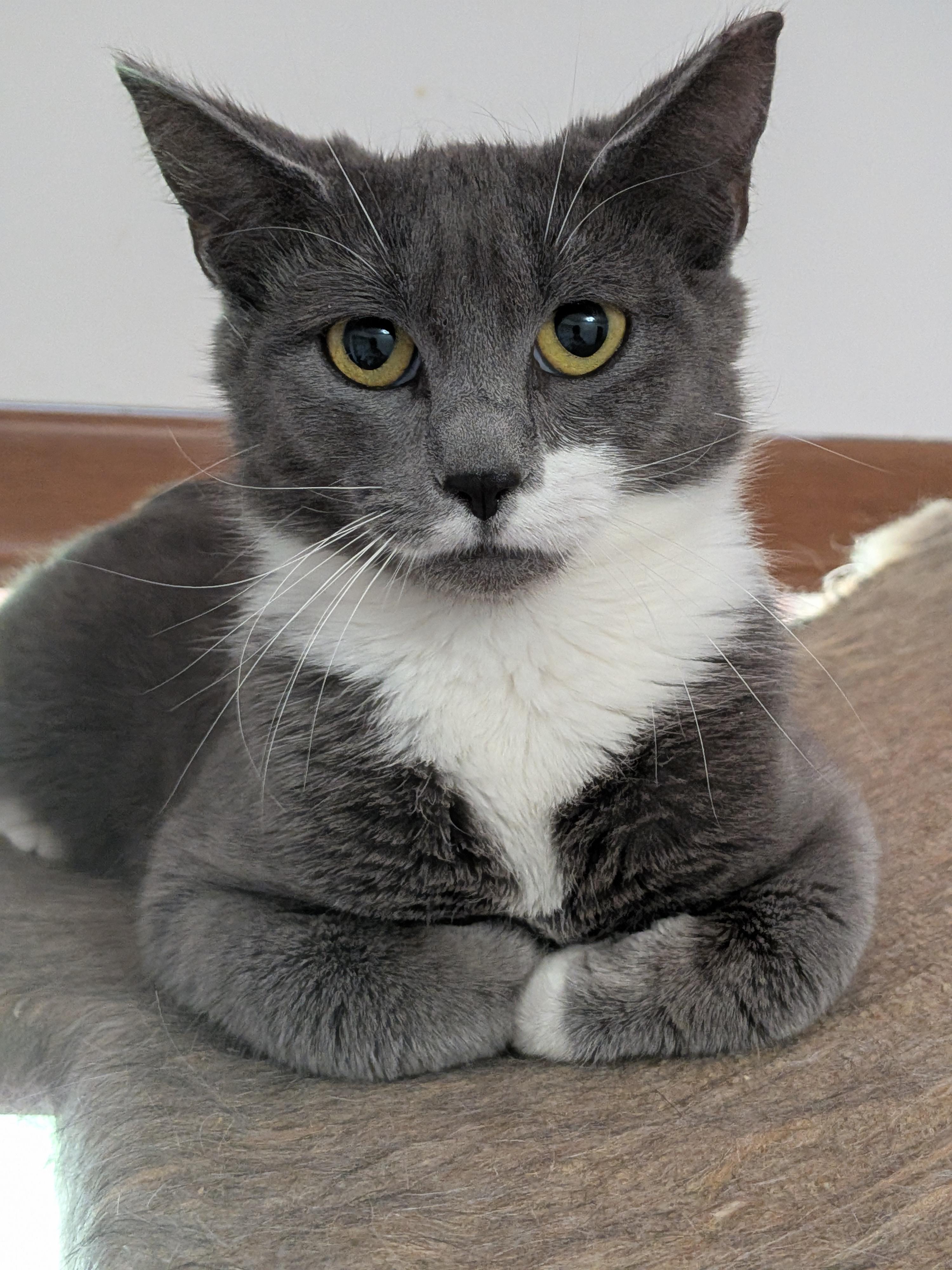 Oscar (bonded with Sabrina), Adoptable, Kitten Male American Shorthair.