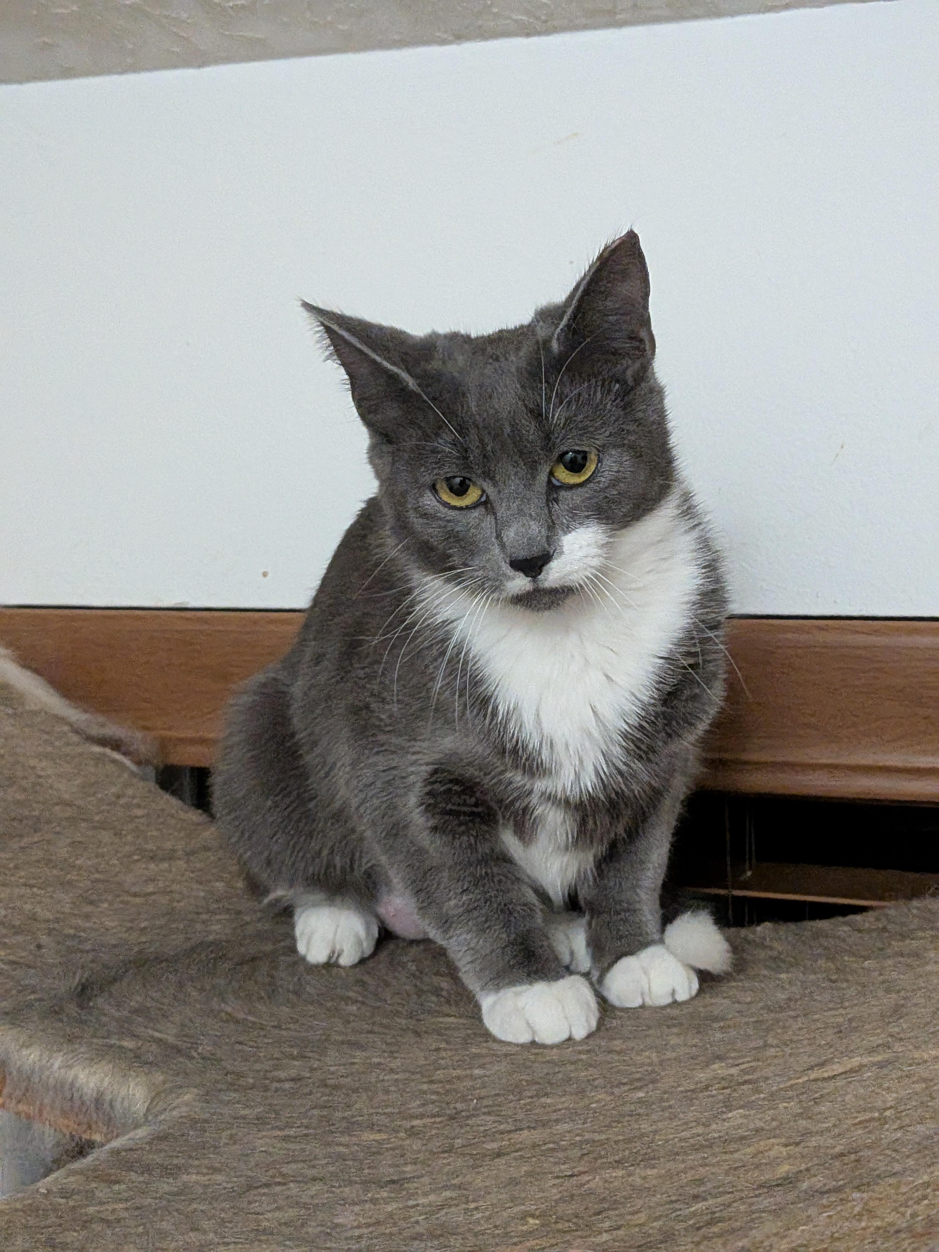 Enlarge Oscar (bonded with Sabrina), a Adoptable American Shorthair in The Dalles, OR image 2/6