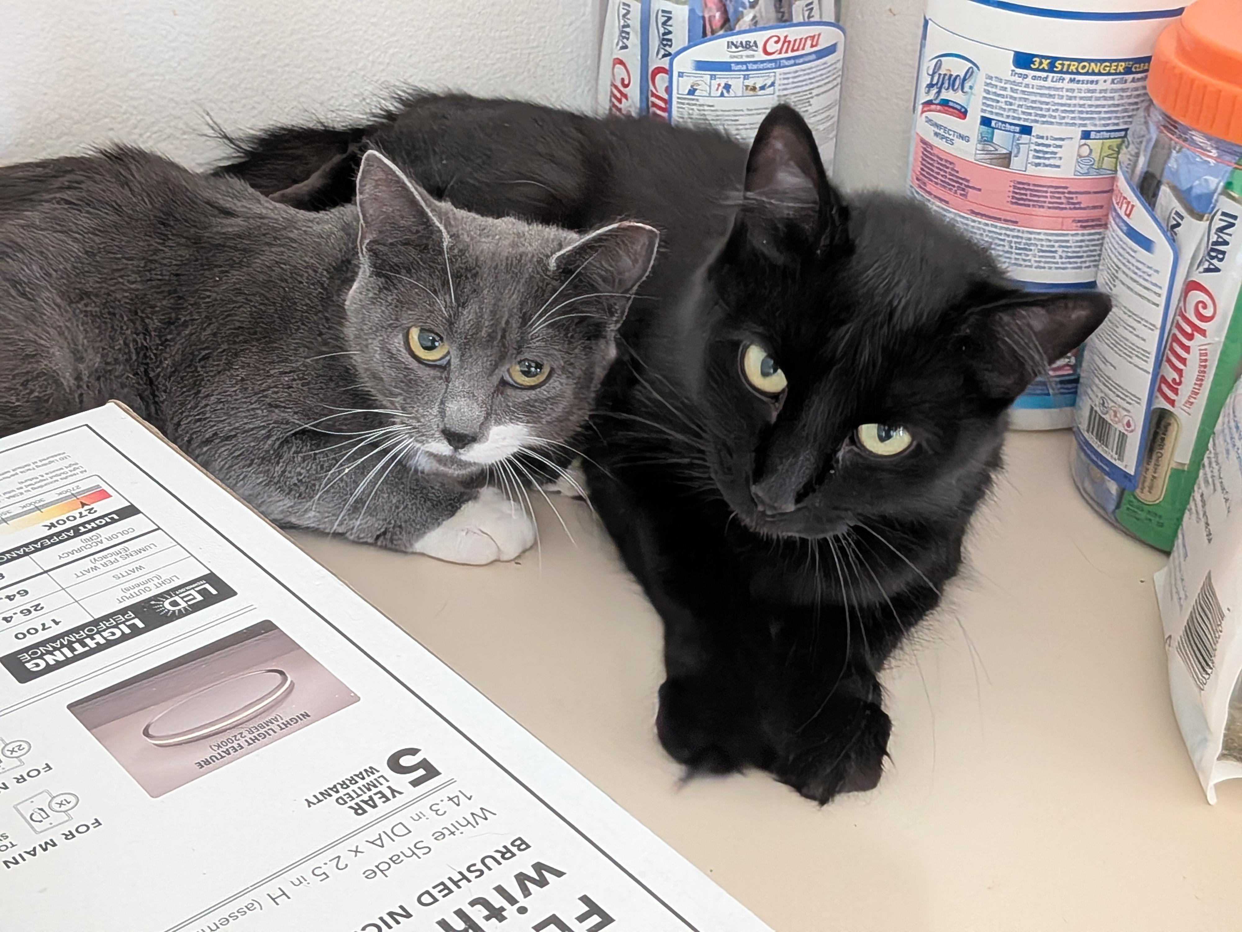 Enlarge Oscar (bonded with Sabrina), a Adoptable American Shorthair in The Dalles, OR image 5/6