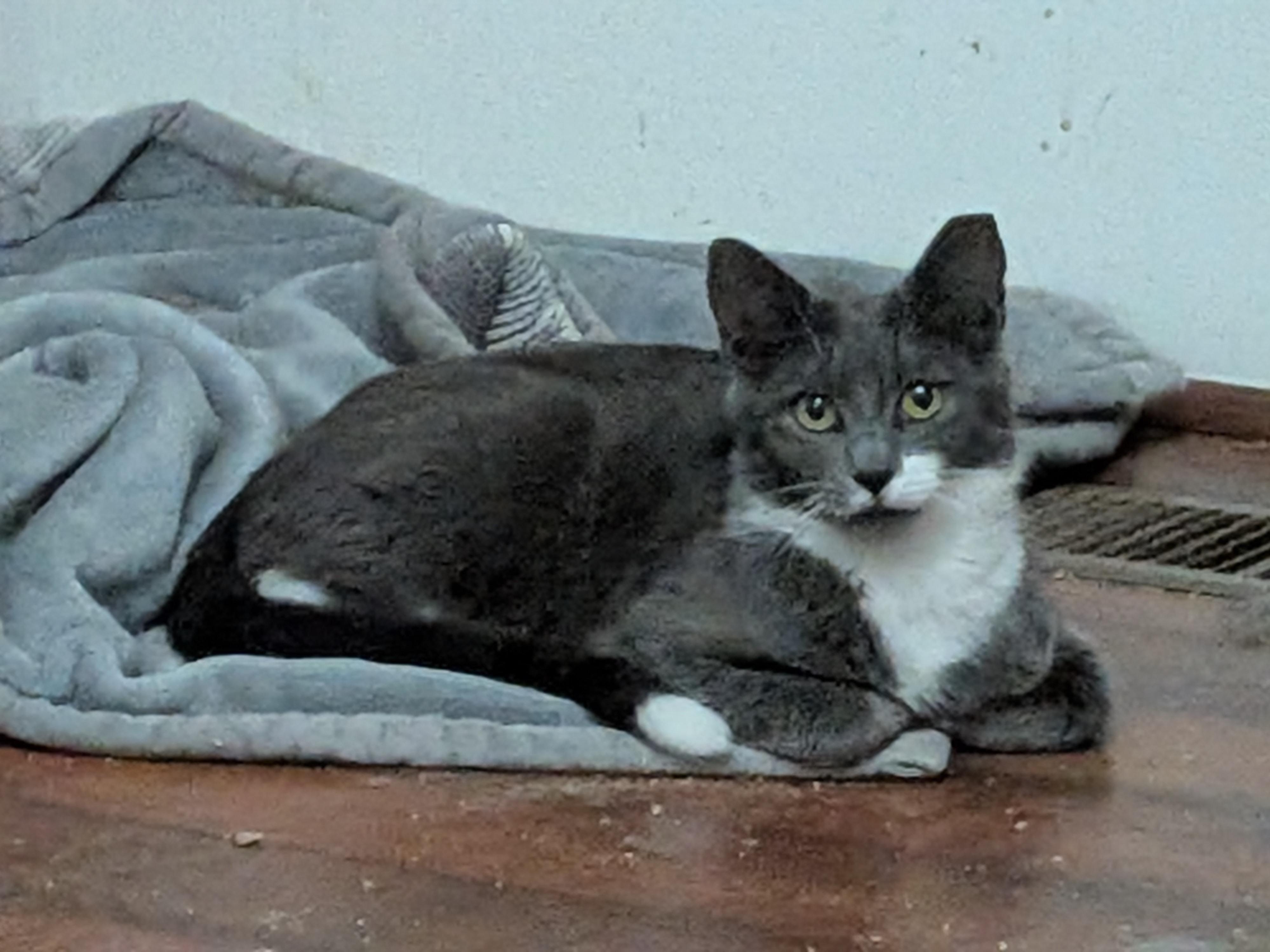 Enlarge Oscar (bonded with Sabrina), a Adoptable American Shorthair in The Dalles, OR image 3/6
