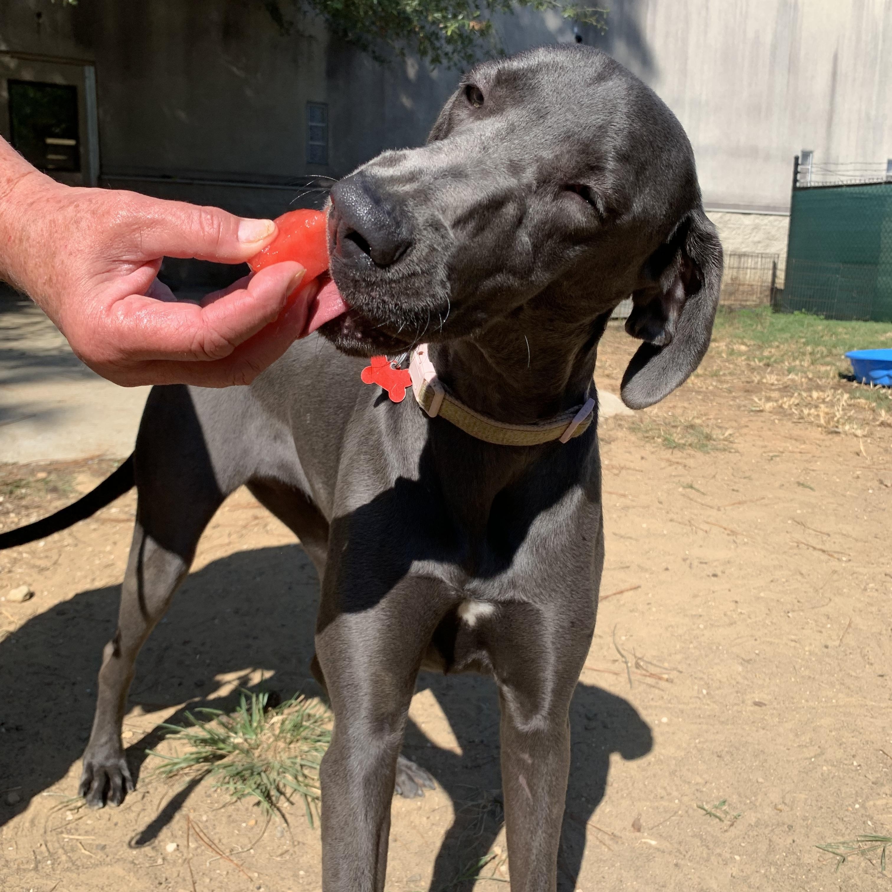 Tallulah , Adoptable, Young Female Weimaraner.