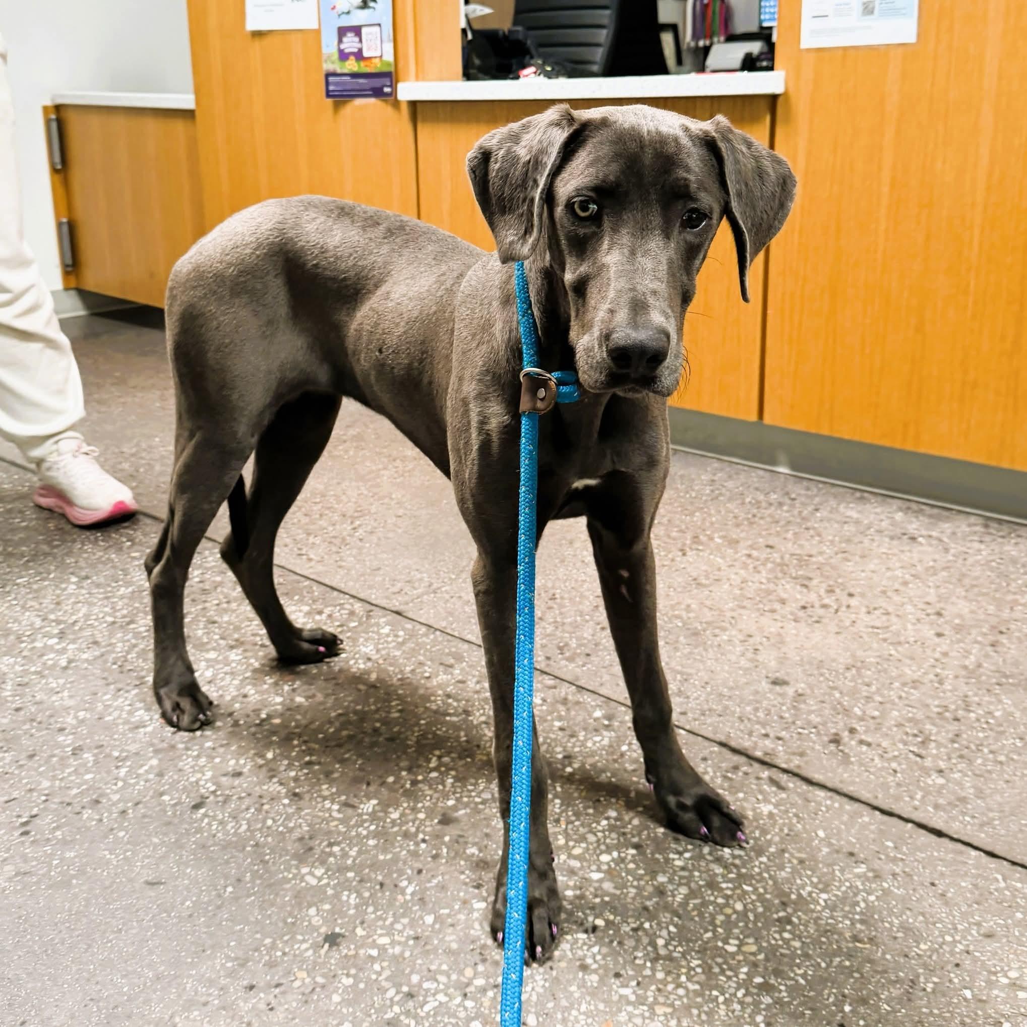 Tallulah , ADOPTABLE, Young Female Weimaraner.