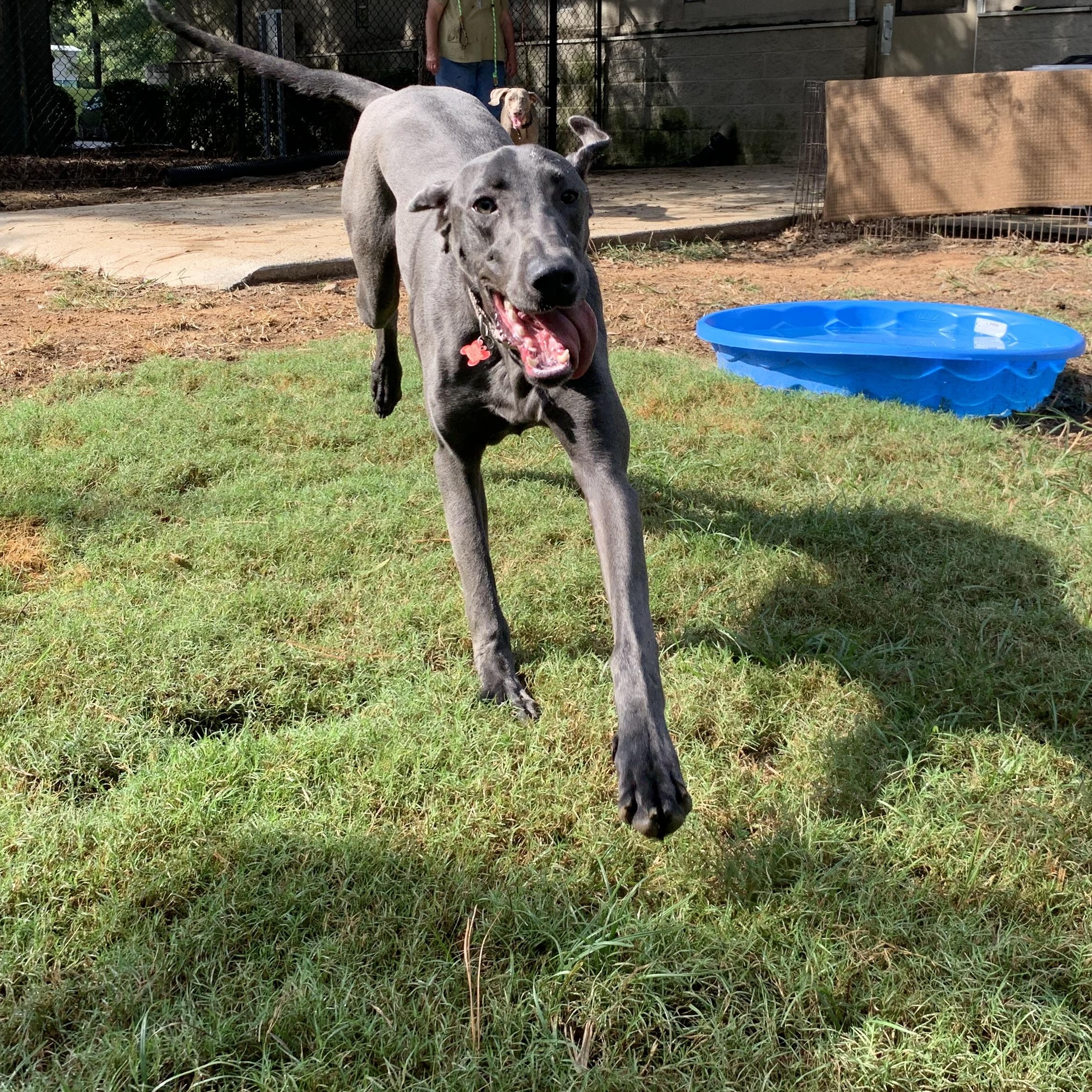 Enlarge Tallulah , a Adoptable mixed breed in Birmingham, AL image 3/4