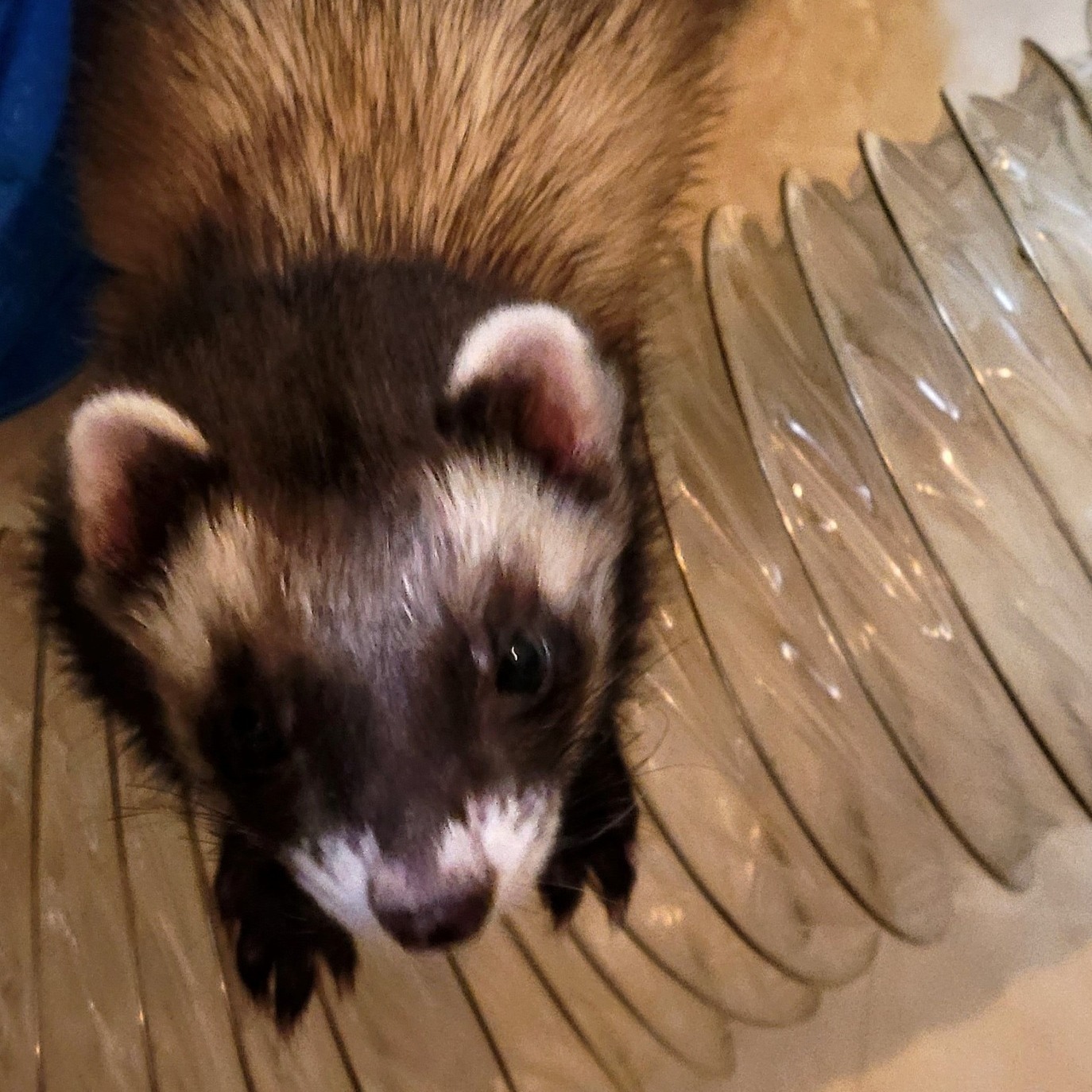 Cammy, Adult Female unknown