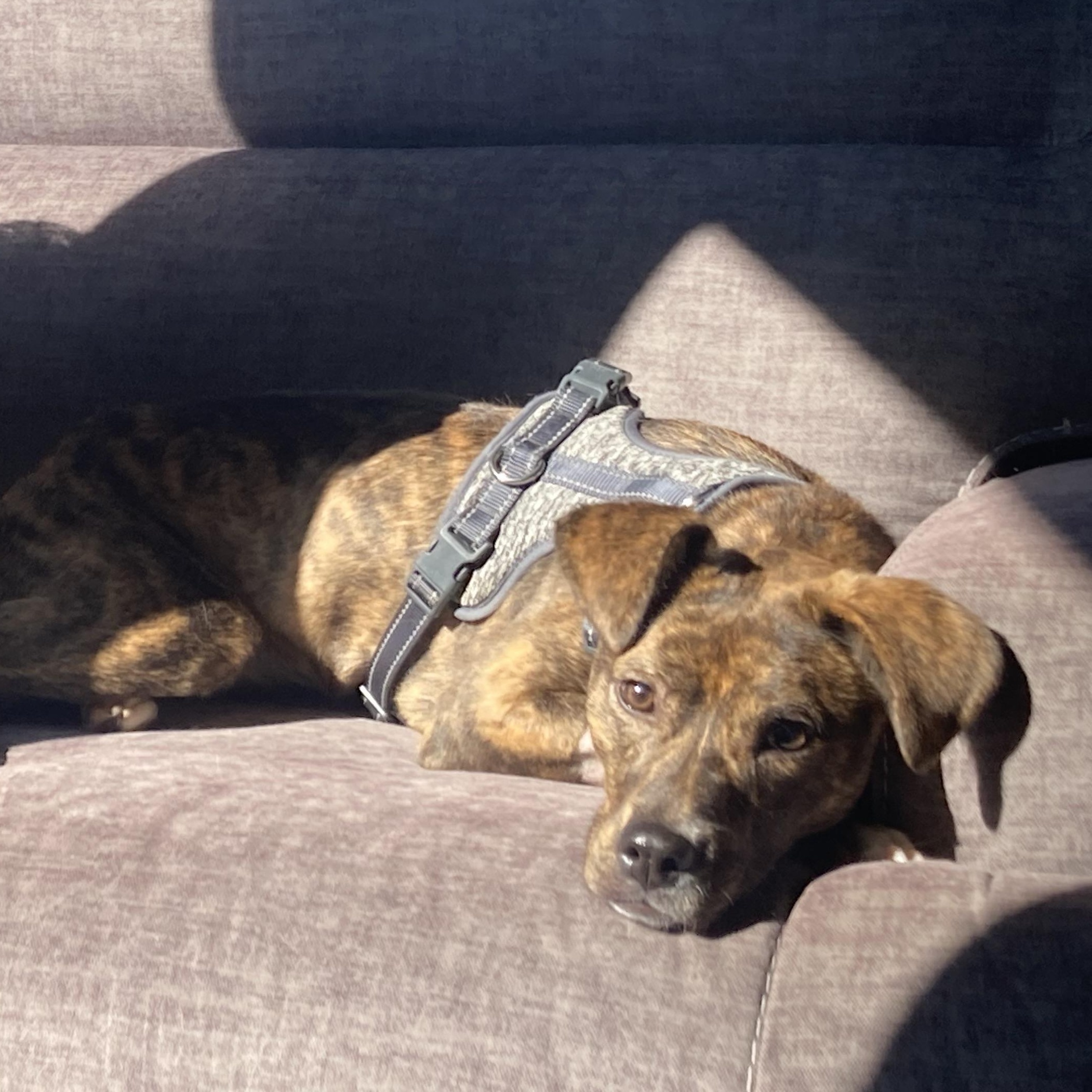 Ruby Roo, Adoptable, Puppy Female Boxer & Mixed Breed.
