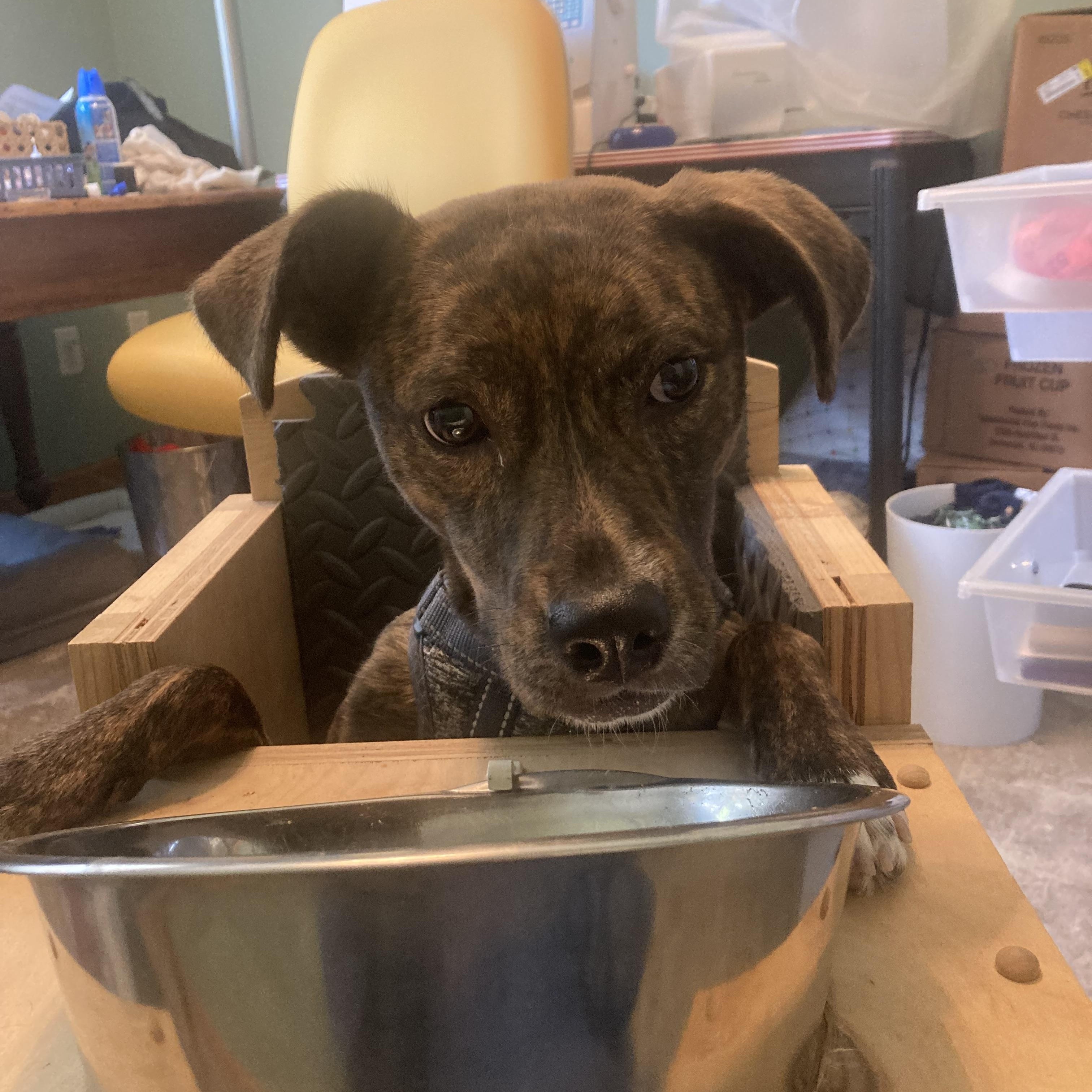 Ruby Roo, a Adoptable mixed breed in Bettendorf, IA image 4/6