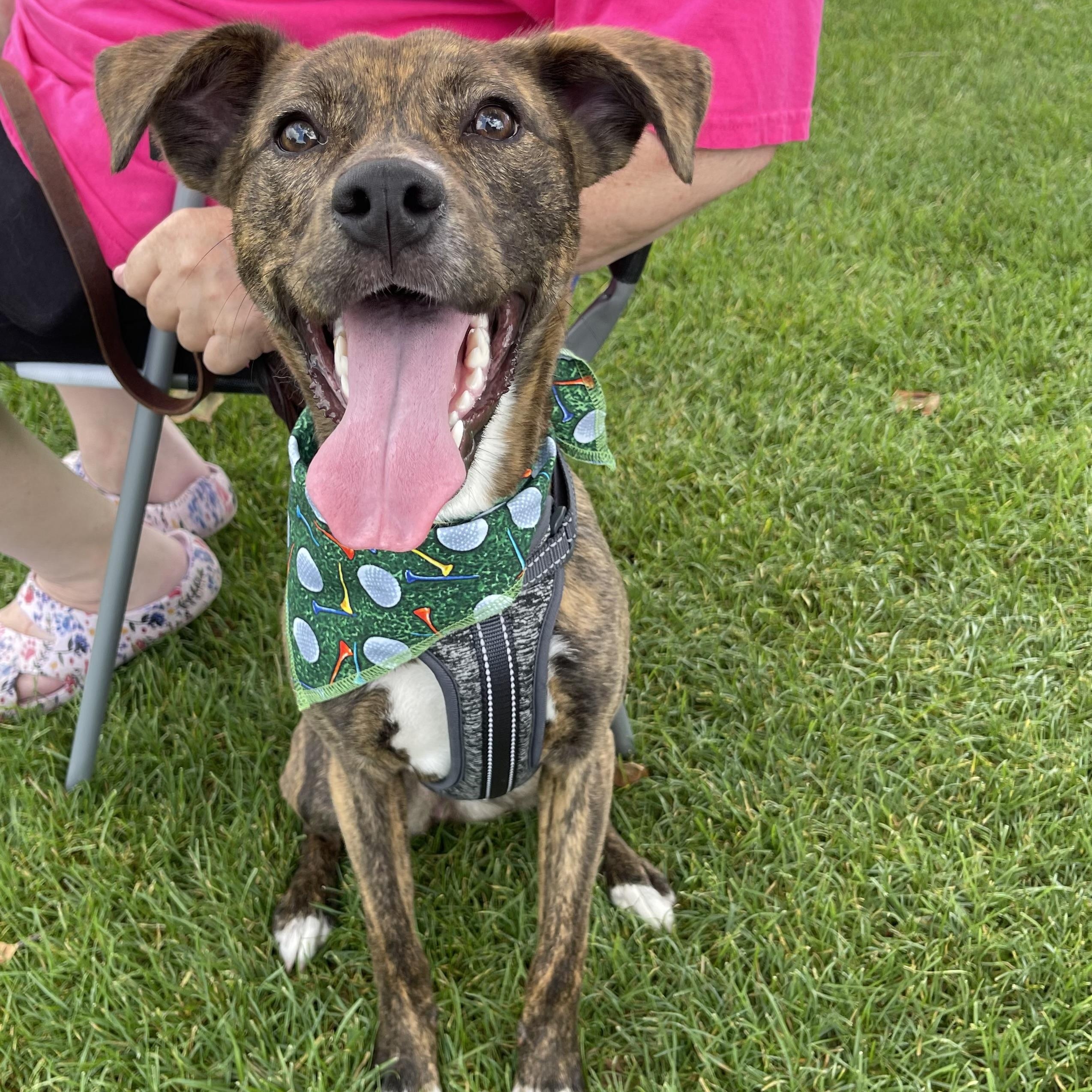 Ruby Roo, a Adoptable mixed breed in Bettendorf, IA image 1/6