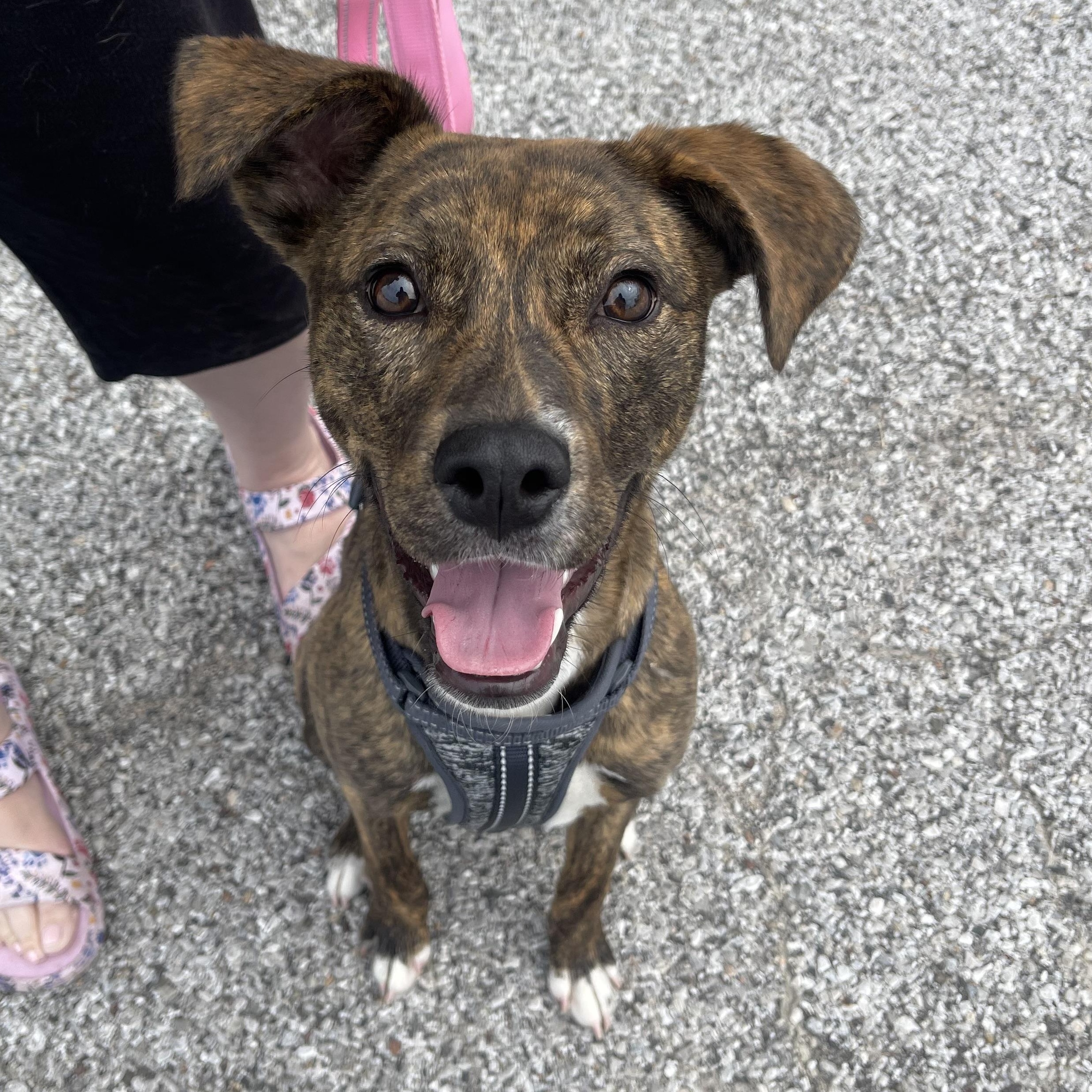 Ruby Roo, a Adoptable mixed breed in Bettendorf, IA image 6/6
