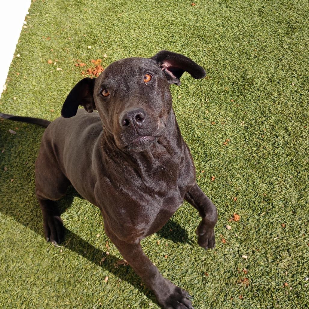 Vader 4366, Adoptable, Adult Male Mixed Breed & None.