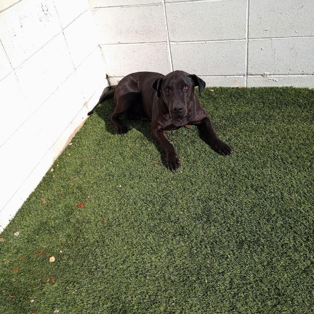 Enlarge Vader 4366, a Adoptable Mixed Breed in LOXAHATCHEE, FL image 2/4