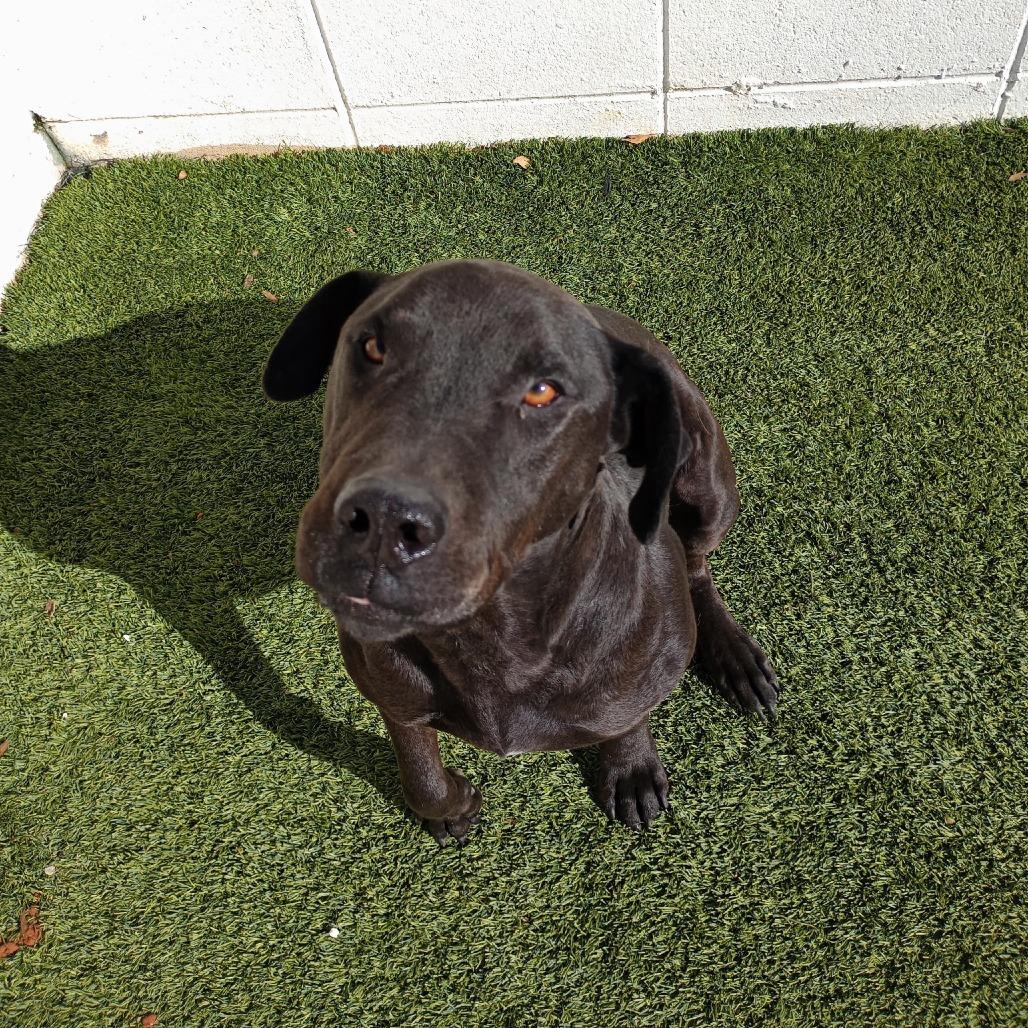 Enlarge Vader 4366, a Adoptable Mixed Breed in LOXAHATCHEE, FL image 3/4