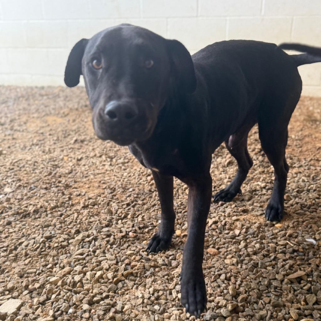 Enlarge Vader 4366, a Adoptable Mixed Breed in LOXAHATCHEE, FL image 4/4
