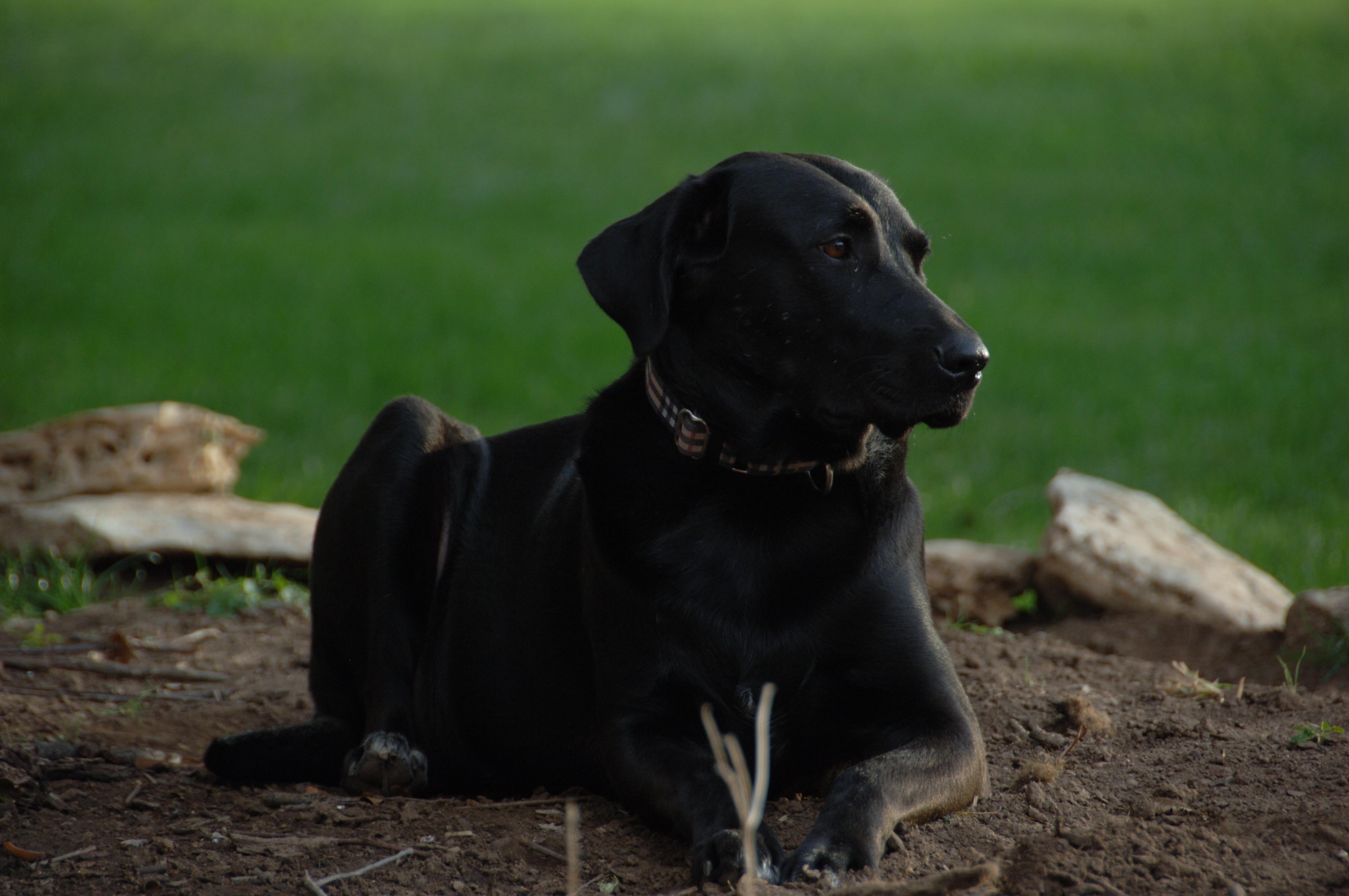 Enlarge Velvet, a Adoptable mixed breed in Austin, TX image 3/4