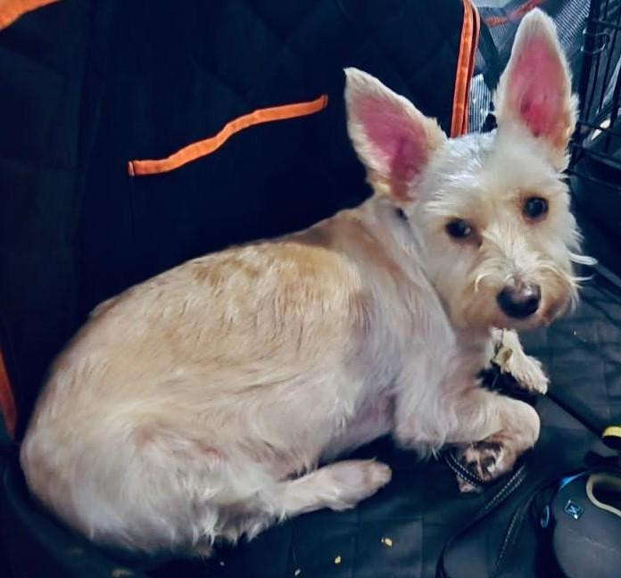 Enlarge Justice, a ADOPTABLE Schnoodle in Jacksonville, FL image 2/2