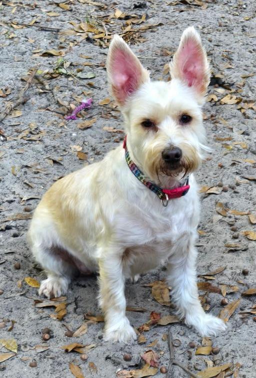 Enlarge Justice, a ADOPTABLE Schnoodle in Jacksonville, FL image 1/2