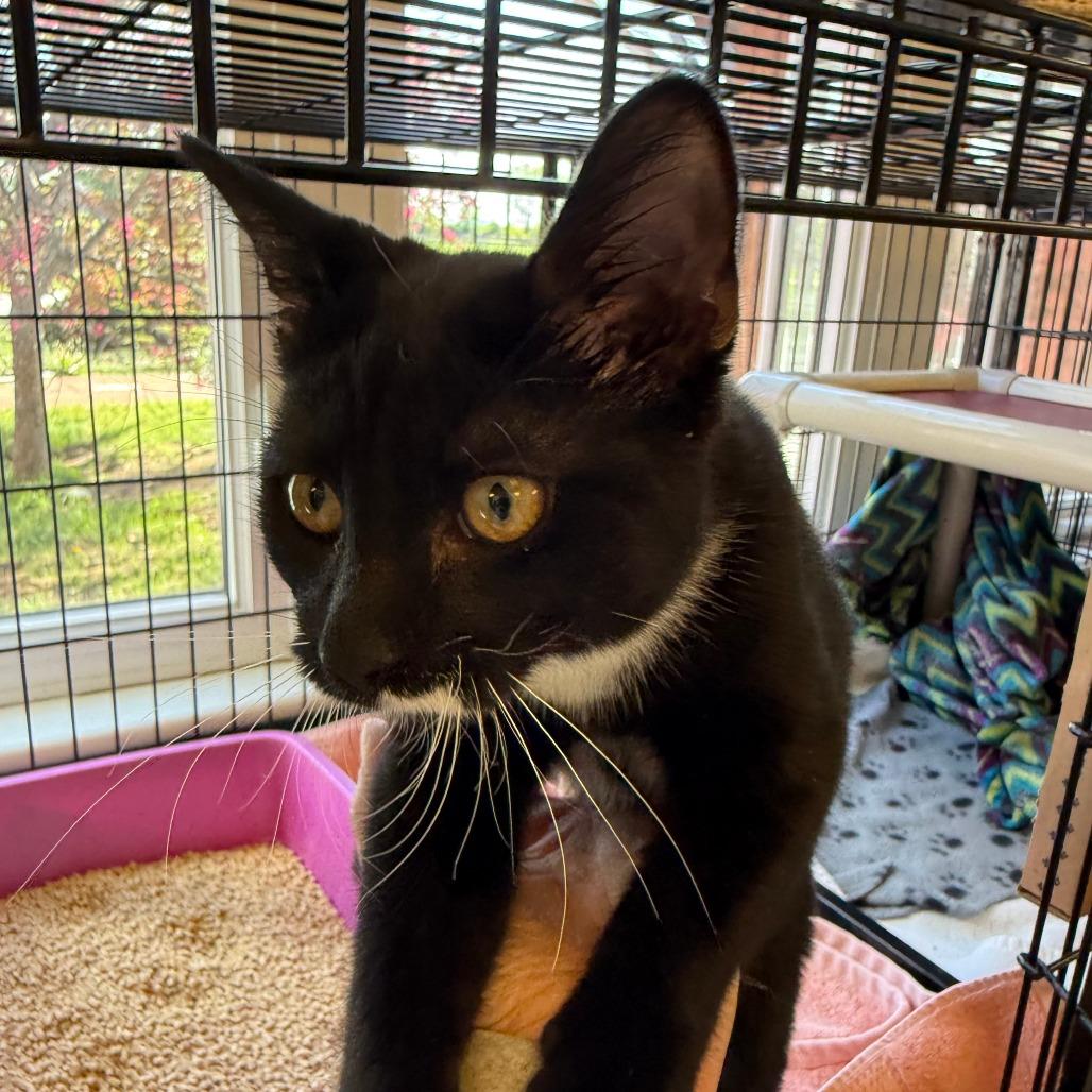 Enlarge Mira, a Adoptable Domestic Short Hair in Morrisville, VT image 1/1