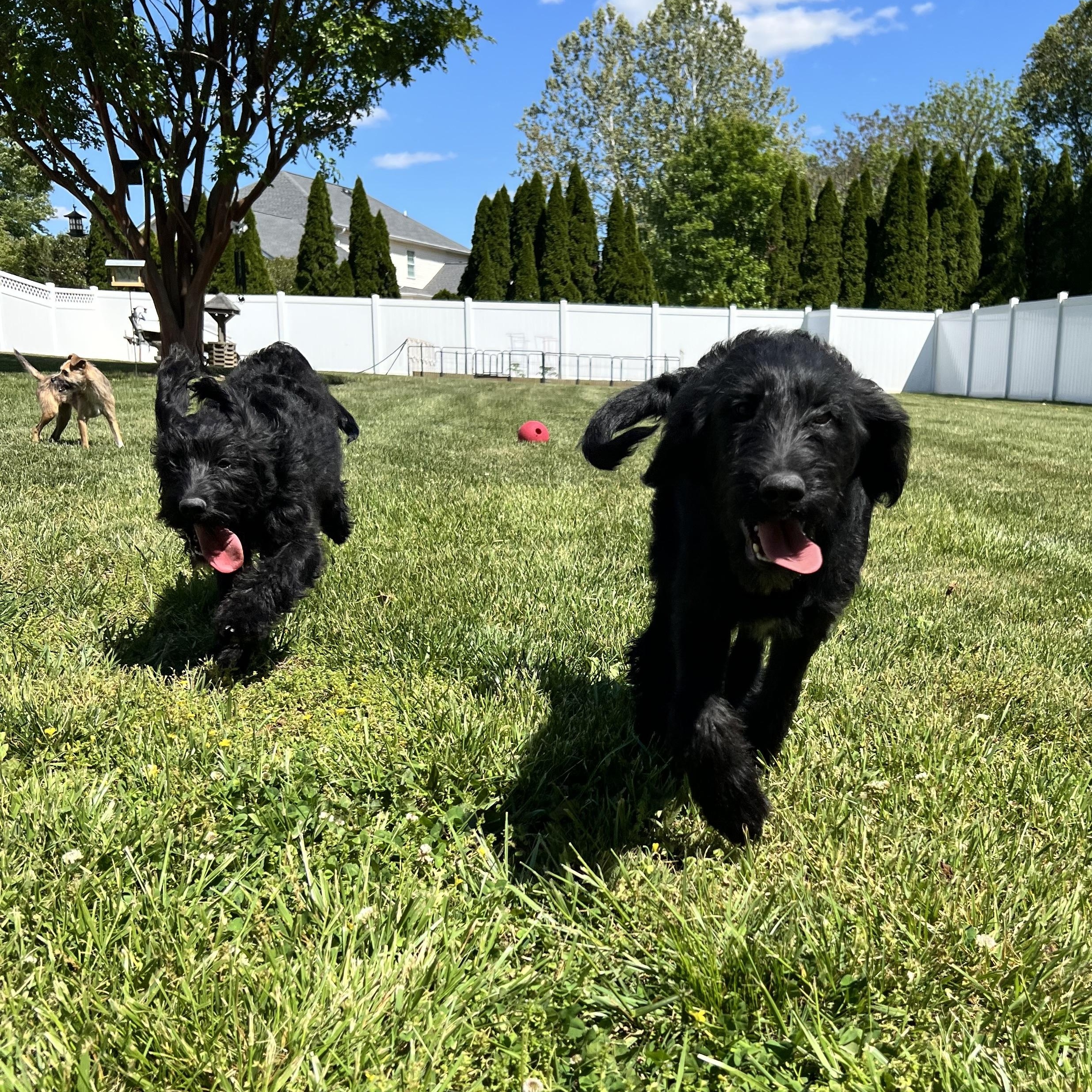 Bellini, a ADOPTABLE Labradoodle in Hughesville, MD image 4/5