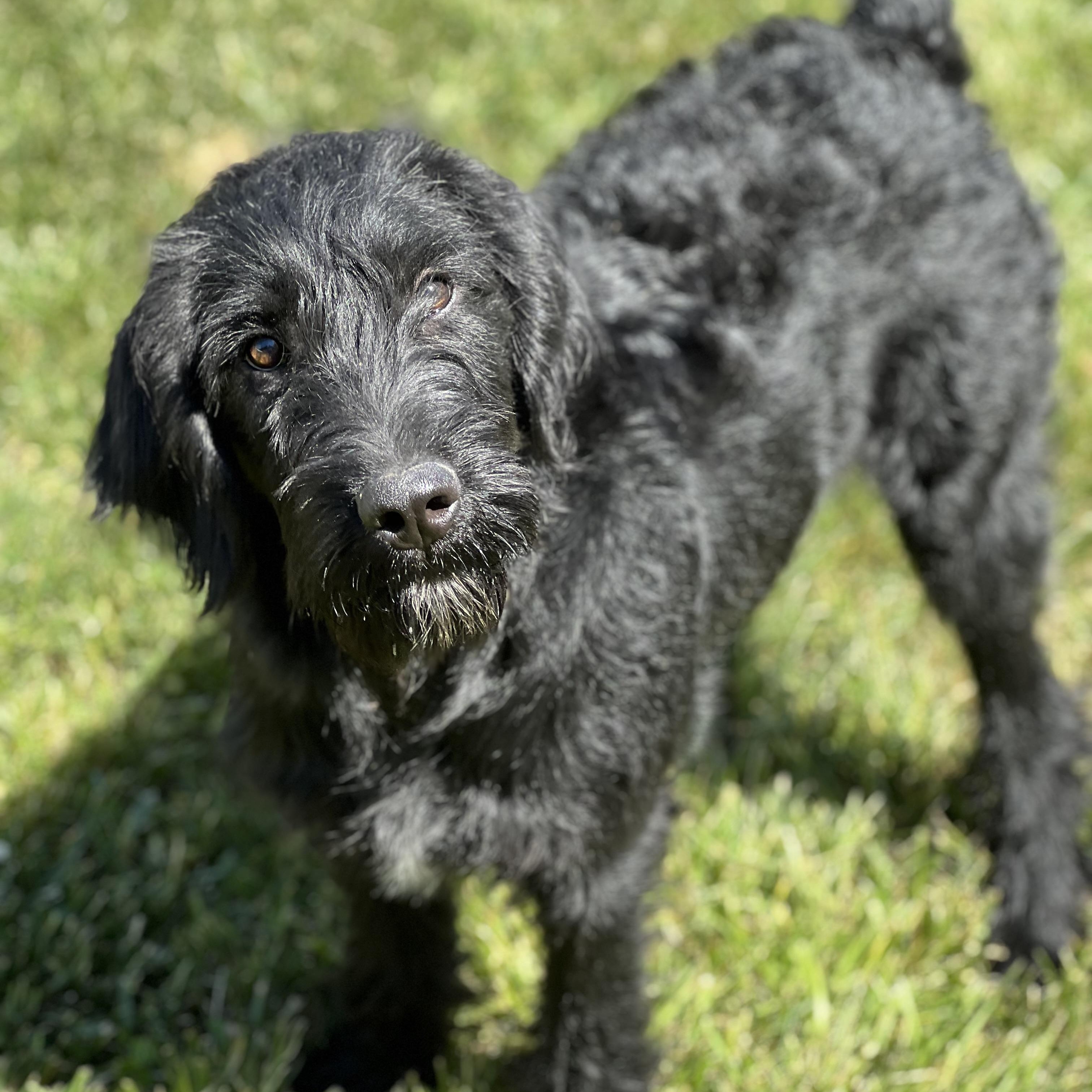 Bellini, a ADOPTABLE Labradoodle in Hughesville, MD image 1/5