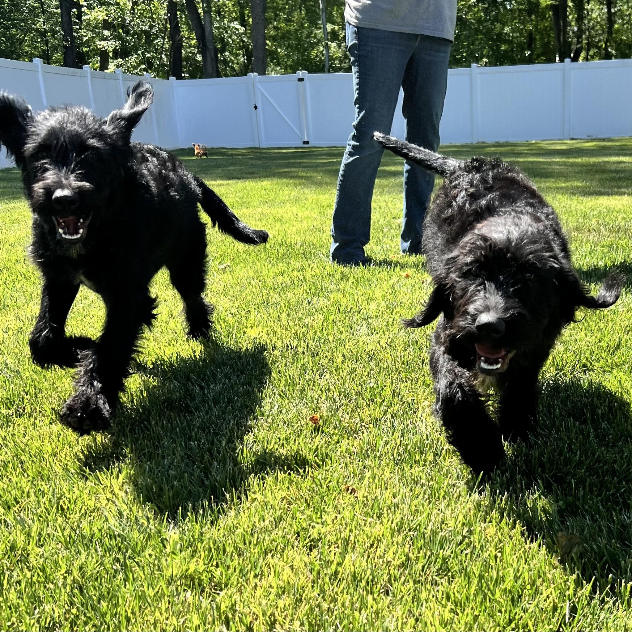 Bellini, a ADOPTABLE Labradoodle in Hughesville, MD image 2/5