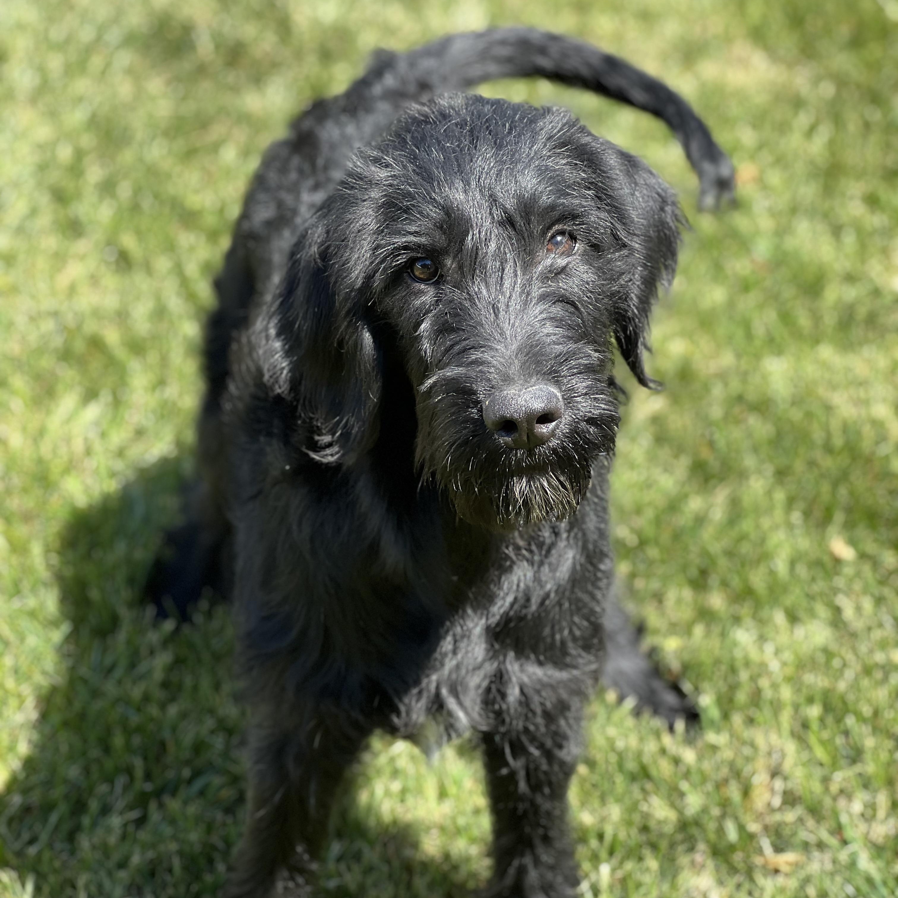 Bellini, a ADOPTABLE Labradoodle in Hughesville, MD image 3/5